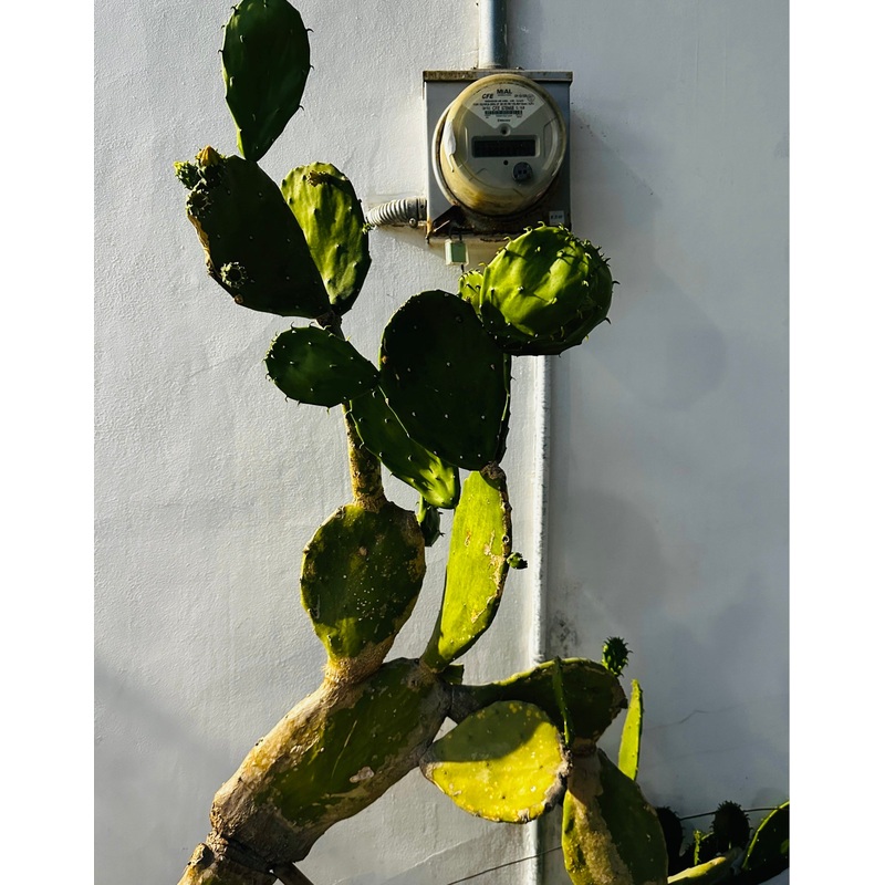 “Adversity” Print | Miranda Van Young