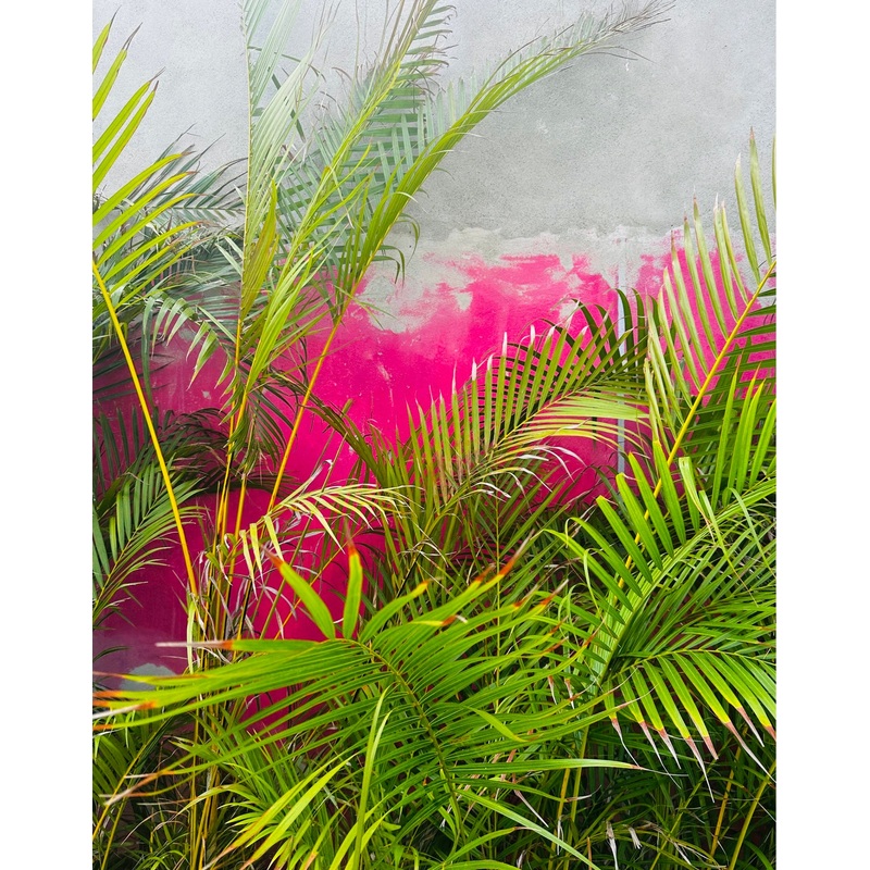 “Concrete Jungle” Print | Miranda Van Young